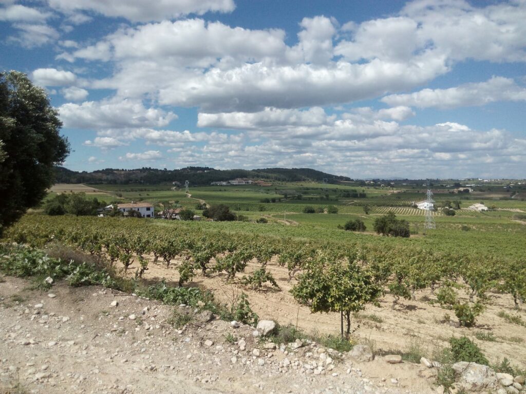 Novetats en la tramitació de les noves plantacions de vinya